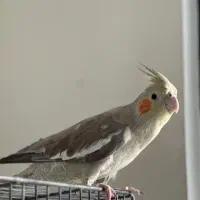 عروس هلندی تمیز سالم رام خوش اواز