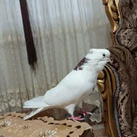 کبوتر نقابی شابادی