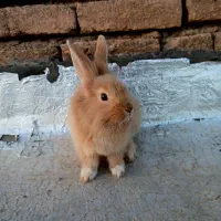 خرگوش لوپ دورگه