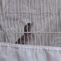 سهره خاکی وطرقه  وقناری جوجه قفس|پرنده|اردبیل, |دیوار