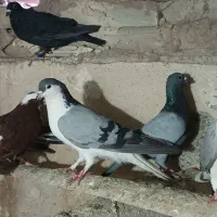 کبوتر