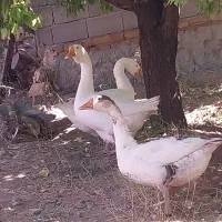 غاز