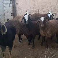 برهای‌چال‌مهربان