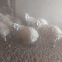 فروش بره ماده چاق داشتی و گوشتی  و میش ابستن|حیوانات مزرعه|گاریزات, |دیوار