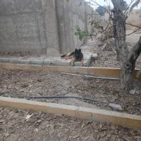 سگ ژرمن نگهبان|سگ|اسلام‌شهر, چیچکلو|دیوار