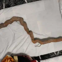 چوب آکواریوم