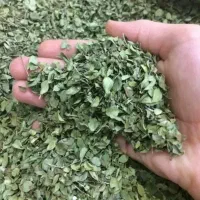 آویشن کوهی