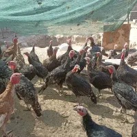 تعداد بقلمون برنز محلی سالم 4نیم ماه  دانه 600|حیوانات مزرعه|مشهد, توس فردوسی|دیوار