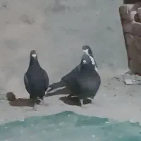 کفتر نر پر|پرنده|خاش, |دیوار