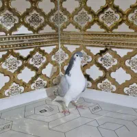 کبوتر بدرنگ .دمگیر|پرنده|شاهین‌شهر, گزبرخوار|دیوار