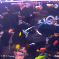 فروش گوپی میکس نر و ماده