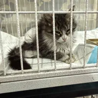 سرپرستی گربه|گربه|پردیس, فاز ۴|دیوار