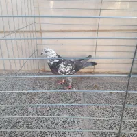 کفتر|پرنده|سمنان, |دیوار