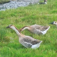 فروش یه گله قوغاز اکراینی