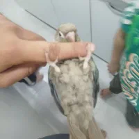 گرینچیک سینه زرده