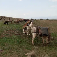 فروشی ۲ ساله
