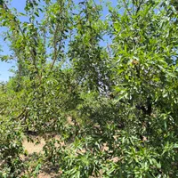 باغ مستح و صاف