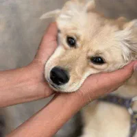 واگذاری رایگان سگ اشپیتز میکس