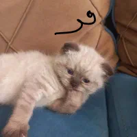 بهترین وکمیاب ترین گربه نژاد رگدال امریکایی|گربه|نیشابور, ۲۲ بهمن|دیوار