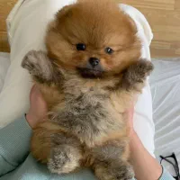 پودل /پامر/شیتزو/گلدن /چاو چاو|سگ|اصفهان, مولوی|دیوار