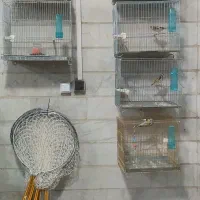 پرنده سرای تمندر واقع در الیگودرز|پرنده|الیگودرز, |دیوار