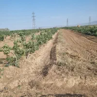 باغ پسته ۲هکتارد ۱۰ ساله|فروش دفتر صنعتی، کشاورزی، تجاری|بوئین زهرا, |دیوار