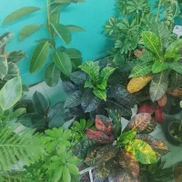 جشنواره سبز. گل کف کف قیمت همه جا گلدون قیمت پایین