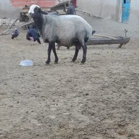 بره قوچ شال