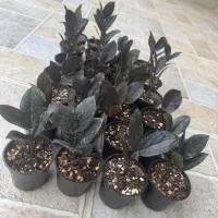 زاموفیلیا بلک|گل و گیاه طبیعی|پارس‌آباد, |دیوار