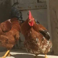 دو عدد خروس جوان