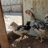 مرغ و خروس ریشو