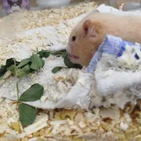 همستر بامزه