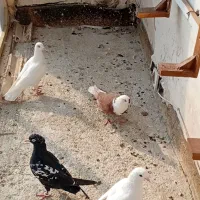 کفترپرشی کلاغ سرخ