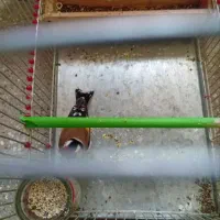 قفس سهره گاوی اشترینان