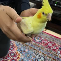 عروس هلندی لوتینو اهلی