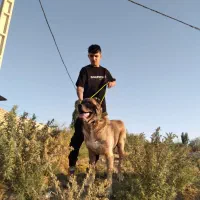 سگ سرابی|سگ|قزوین, |دیوار