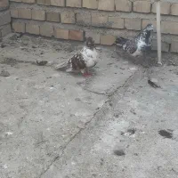 کبوتر تکپر پرشی|پرنده|کلاله, |دیوار