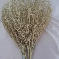 گل طلایی وزیبا