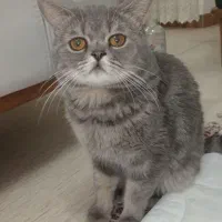 گربه گمشده (مژدگانی دارد)