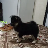 توله سگ پامر|سگ|زنجان, |دیوار