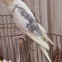 گم شده