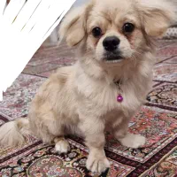 سگ کوچولو میکس پودل|سگ|کرمانشاه, |دیوار