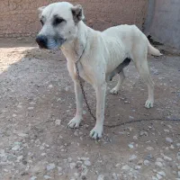 ماده