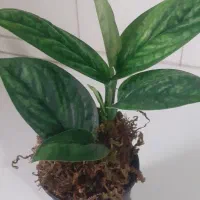 گل های زیبا|گل و گیاه طبیعی|آستارا, |دیوار