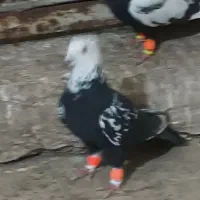 مذغ وخروس فروشی