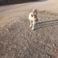 توله سگ سرابی۵ماهه|سگ|میانه, |دیوار