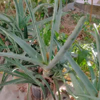 گیاه الوورا|گل و گیاه طبیعی|اردکان, |دیوار