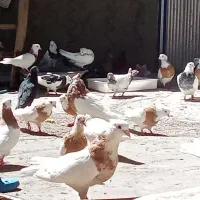 تعدادی کبوتر طوقی اصیل