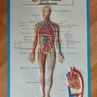 پوستر مدل آناتومی انسان برای رشته تجربی زیست شناسی|کتاب و مجله آموزشی|رشت, دیلمان|دیوار
