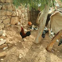 دو عدد خروس کُردی|حیوانات مزرعه|سرپل ذهاب, |دیوار